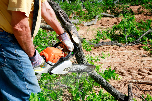 Best Stump Grinding Near Me  in Coweta, OK